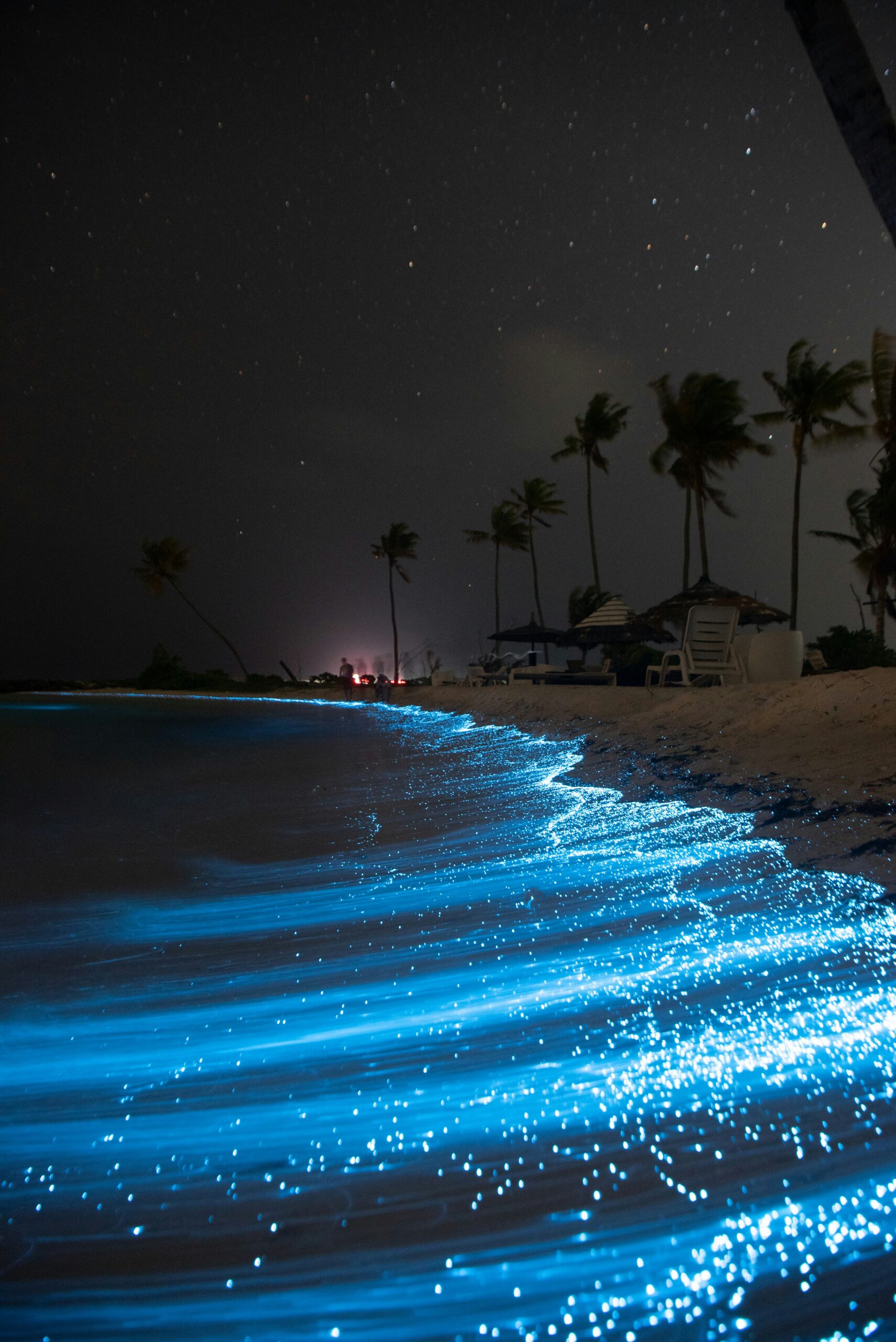 bioluminescence in the Maldives