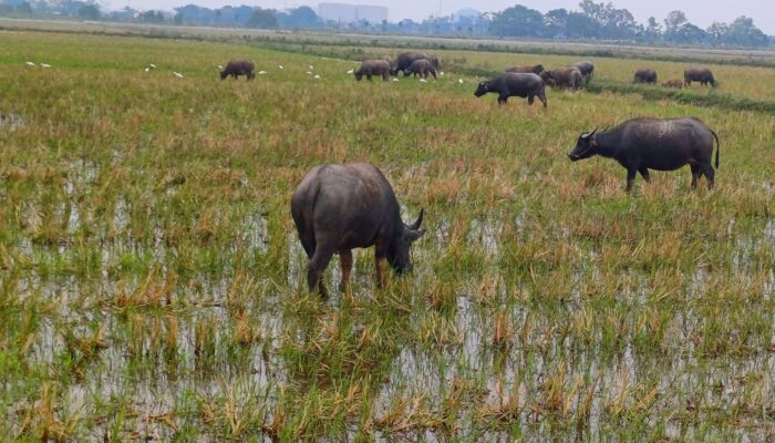 Ninh Binh Vietnam With Kids 2