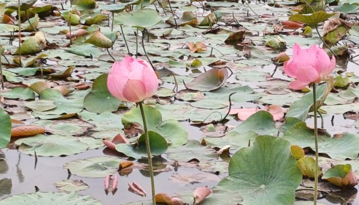 Ninh Binh Vietnam With Kids 3